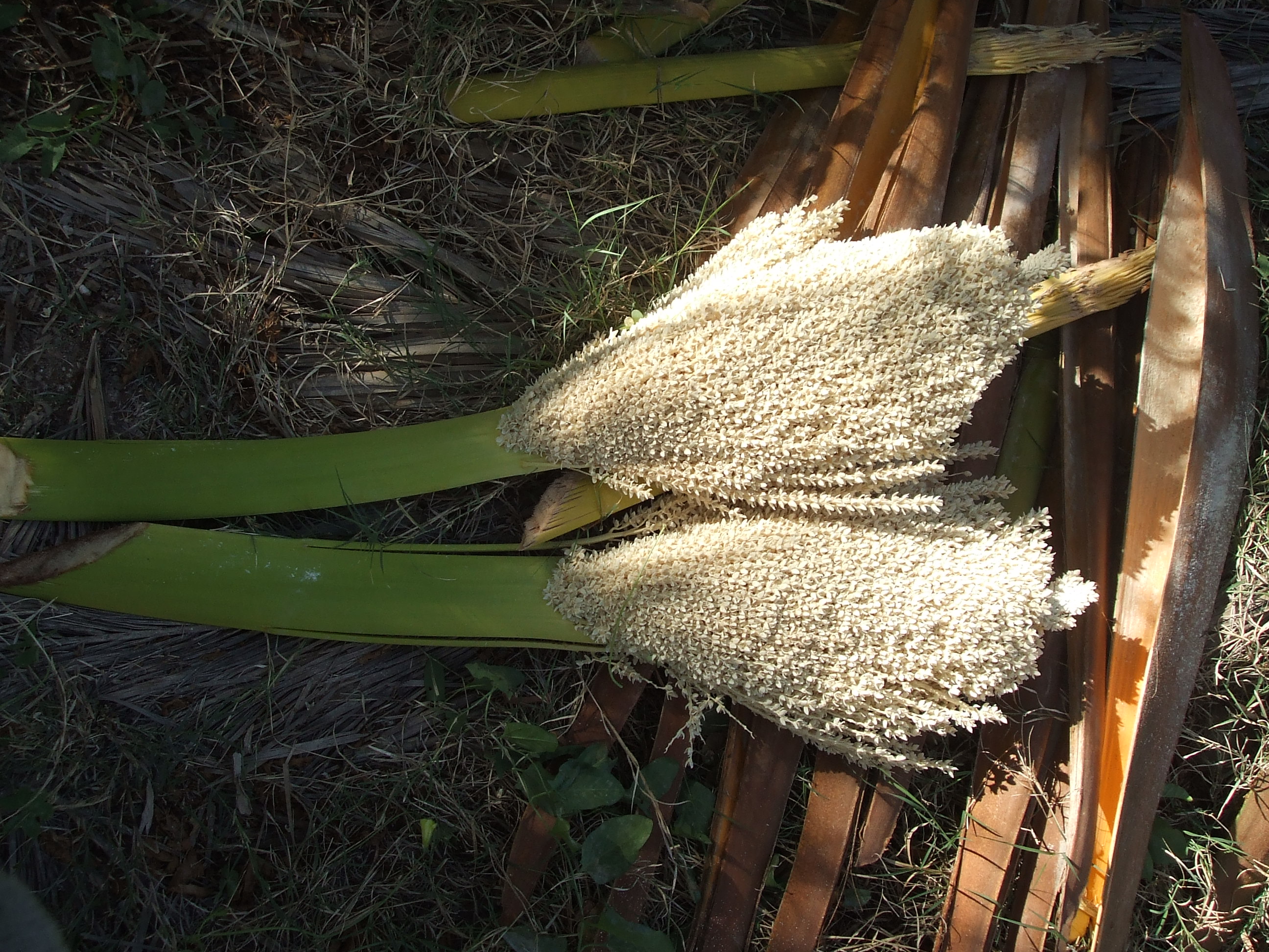 معرفی و راهنمای پرورش درختان میوه - درخت خرما